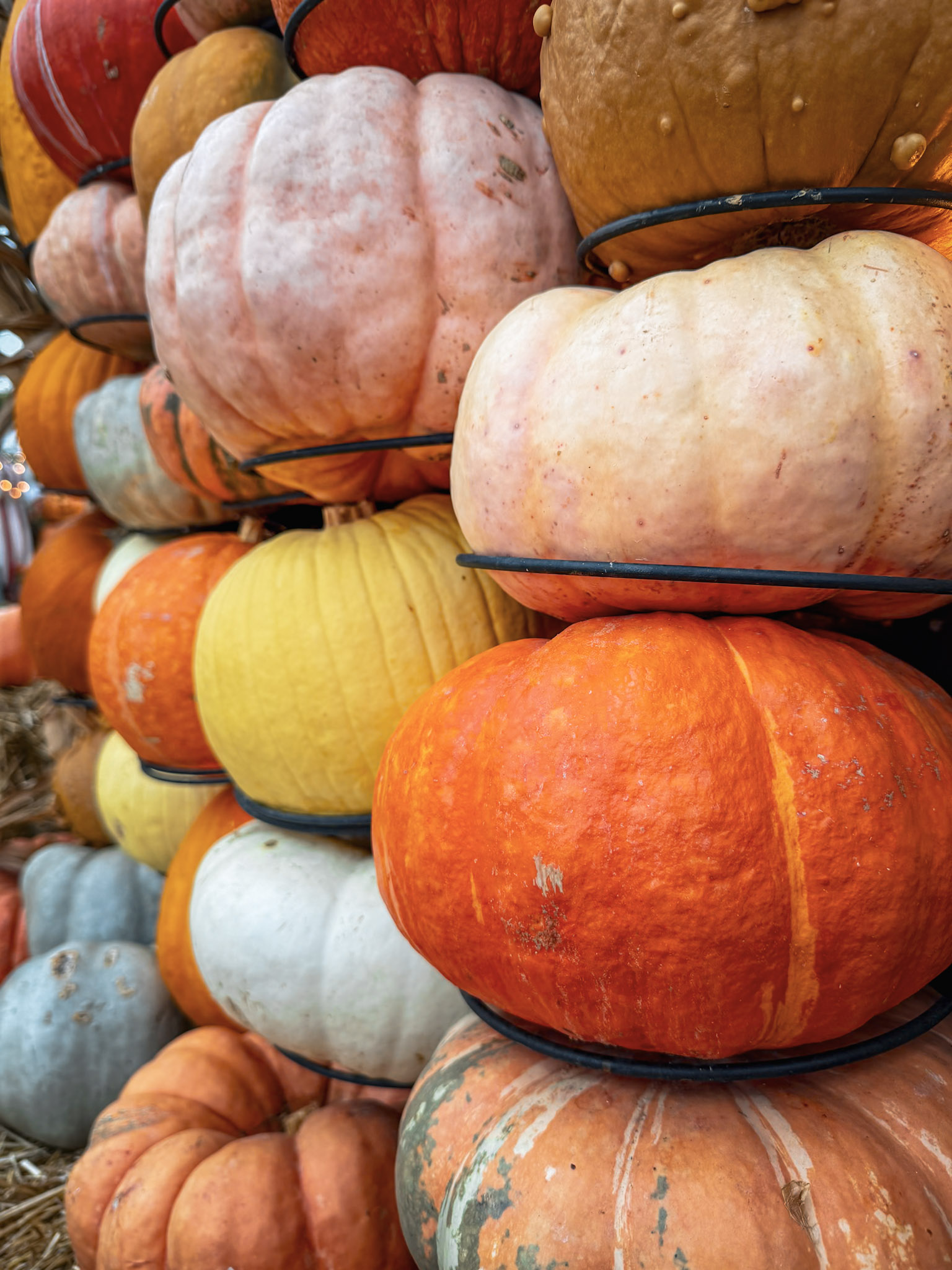 Jack’s Pumpkin Patch photograph 10 by Jonathan Sullivan