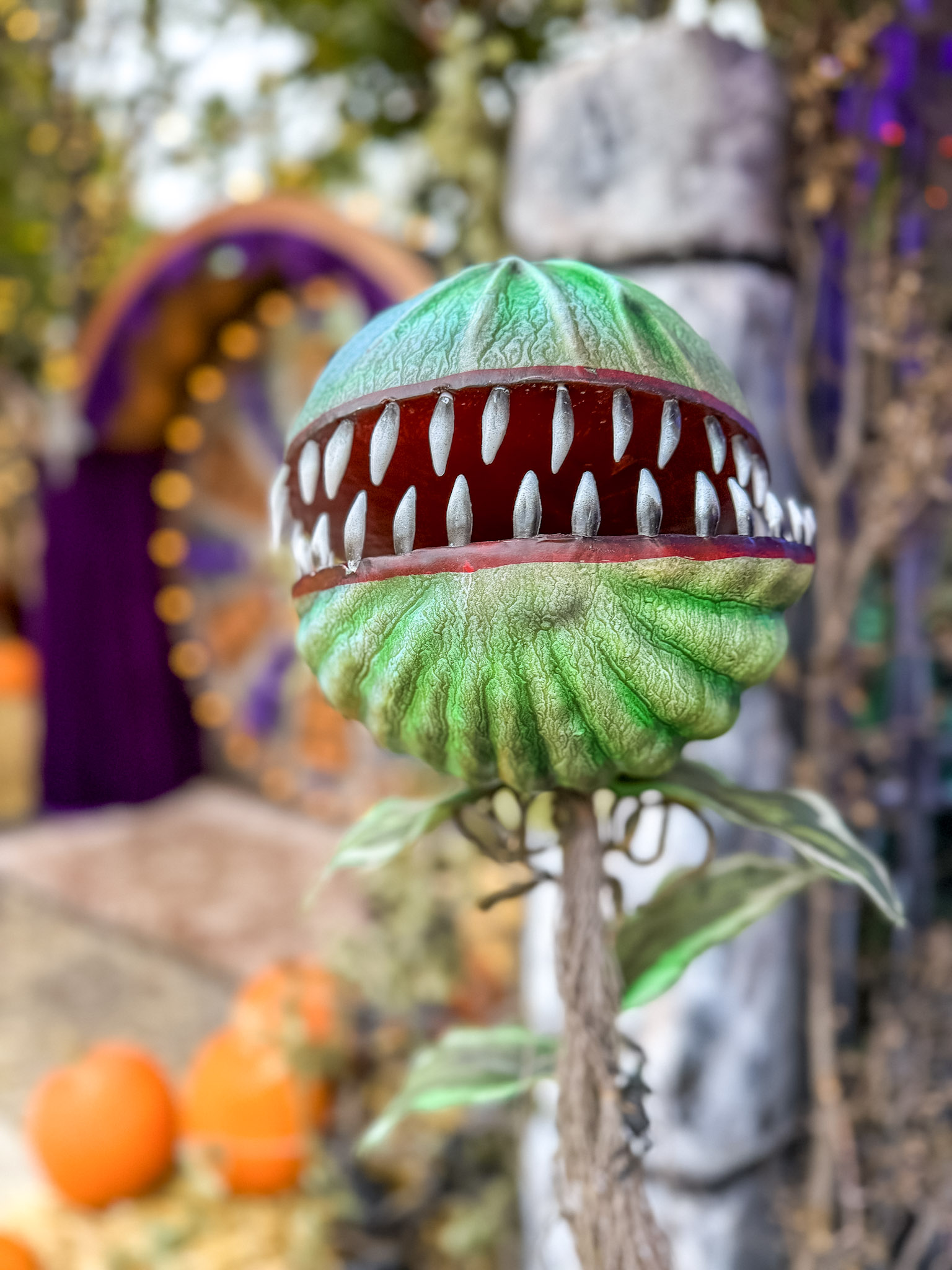 Jack’s Pumpkin Patch photograph 8 by Jonathan Sullivan